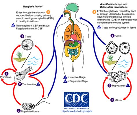 Naegleria fowleri - wikidoc