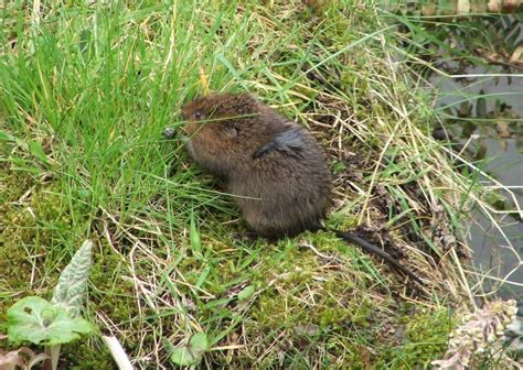 Water Vole Identification