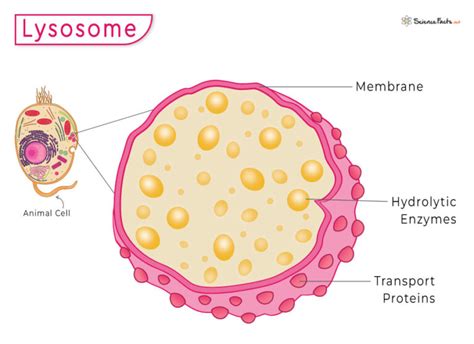 Lysosome – Definition, Location, Structure, and Functions