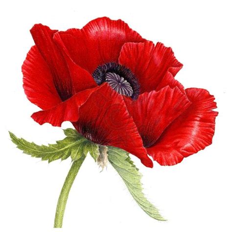 From an original drawing by Ann Swan. | Poppy flower art, Poppy ...