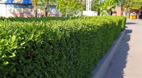 Good Reasons For A Cherry Laurel Hedge - Gardeninguru