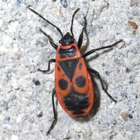 Red and black bug - Pyrrhocoris apterus - BugGuide.Net