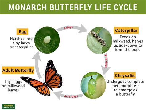 Monarch Butterfly: Identification, Life Cycle, Migration, Facts & Pictures