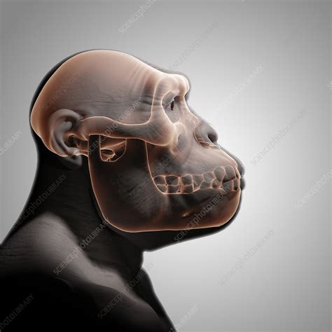 Australopithecus with Skull, illustration - Stock Image - C025/5557 ...