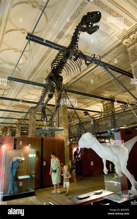 Dinosaur skeleton on display in the Natural History Museum in London ...