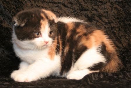 Kitten 563: Calico Folded Female Scottish Fold sold joining the ...