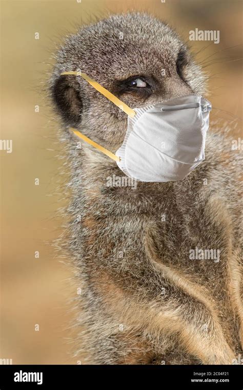 Meerkat staying safe wearing a protective face mask in public. Covid19 ...