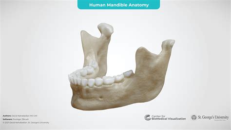 Human Mandible Anatomy - 3D model by The Center for BioMedical ...