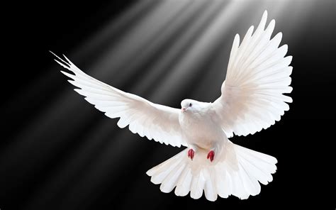 Download Wallpaper 3840x2400 Dove, Scale, Wings, Light, Black ...