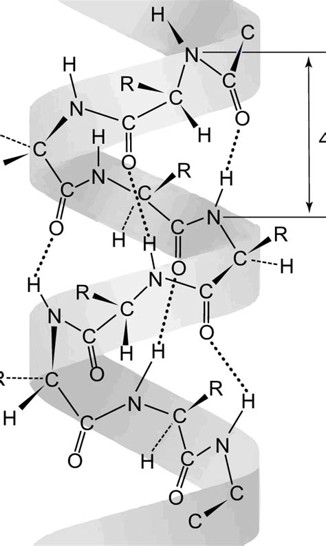 A protein α-helix fragment with 3.6 amino acids per turn. The helical ...