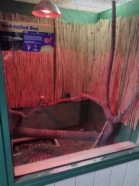 Americas- Red-tailed Boa habitat #1 - ZooChat