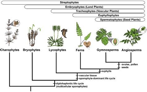 Frontiers | Overlapping Patterns of Gene Expression Between Gametophyte ...