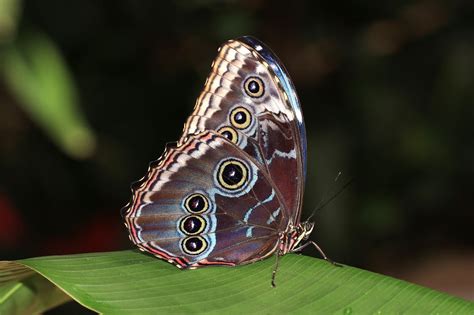 Blue Morpho Butterfly - craibas.al.gov.br