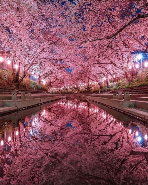 Night shots of cherry blossoms in Japan 💖💖💖 . Pictures by @number ...