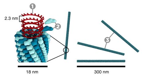 Tobacco Mosaic Virus (TMV) History And Structure » TAJASSUS