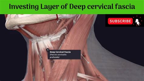 Investing Layer of Deep cervical fascia - Attachments | Tracing ...