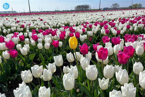 Ultimate guide to tulips in Belgium [with Maps and Videos]