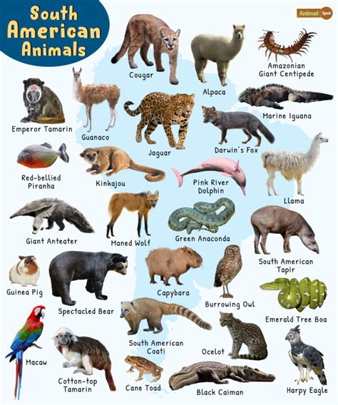 South American Animals - List, Facts, Pictures