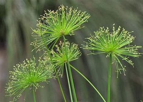 DWARF EGYPTIAN PAPYRUS Water Garden Bog Reed House Live Plant Starter ...