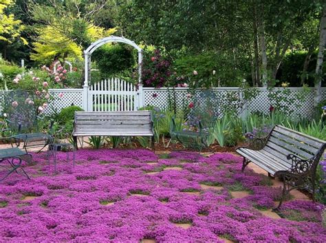 Creeping Thyme Ground Cover 1000 Seeds Fragrant Herb Pink - Etsy