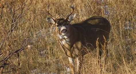 Blacktail Buck