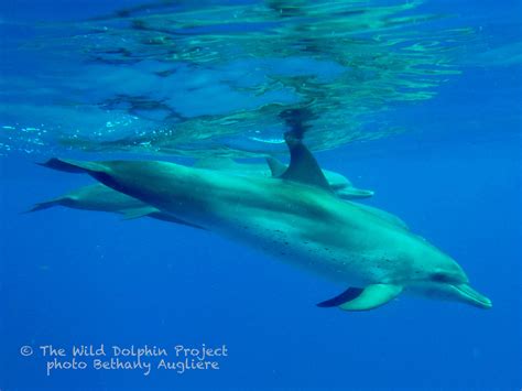 Life in a Dolphin Pod: Male Social Structure - Wild Dolphin Project