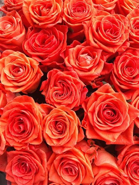 112+ Background Orange Rose Images & Pictures - MyWeb