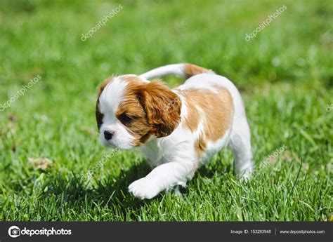 Cavalier King Charles spaniel puppy in garden Stock Photo by ©Foto ...