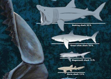 What is the Biggest Shark? A Chart Shows the Diversity of Shark Sizes ...