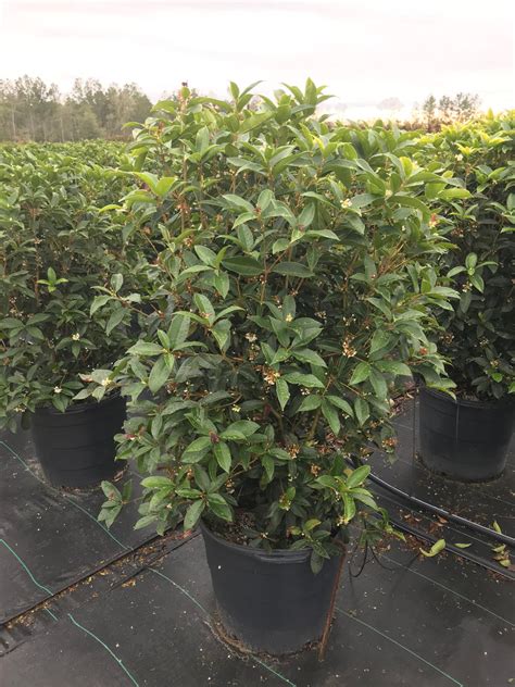 Fragrant Osmanthus (Tea Olive) 15 Gal | Lichtenfelt's