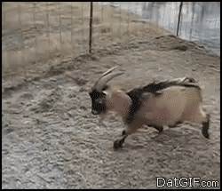 Goat sliding on ice | Goats | Know Your Meme