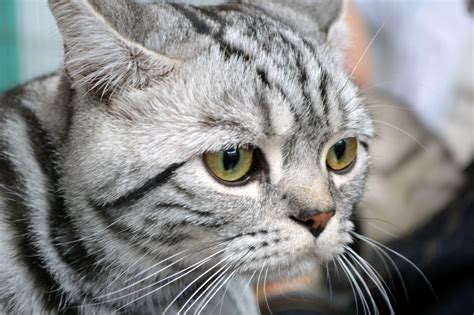 American Shorthair Cat Tabby Cat Names, Grey Tabby Kittens, Grey Cats ...