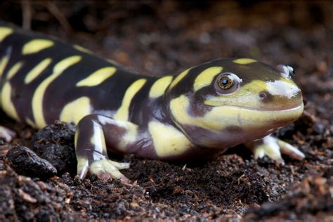 Tiger Salamander Care Information – Arbor View Animal Hospital