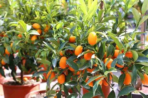 Il kumquat. Le diverse varietà e la coltivazione in vaso