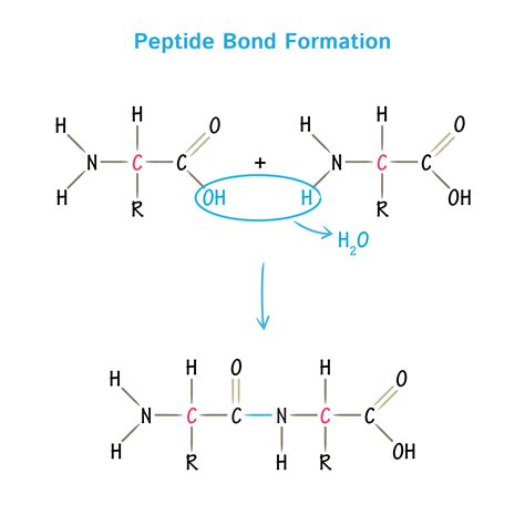 Amino acids: physical, chemical properties and peptide bond