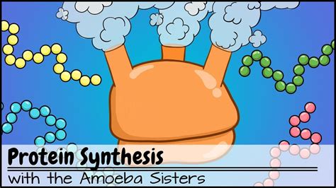 Amoeba Sisters Dna Vs Rna And Protein Synthesis - pic-flamingo