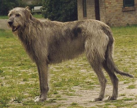 Irish WolfHound - A-Z Animals