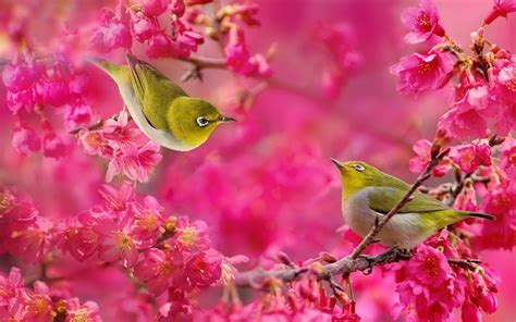 Wallpaper Birds And Flowers (61+ images)