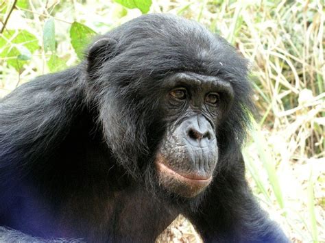 Assessment of African bonobos finds ape species at great risk - UPI.com