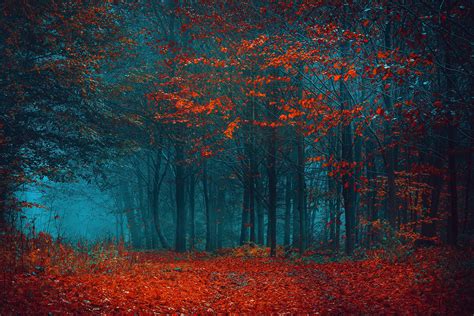 Walk in the misty forest on Behance