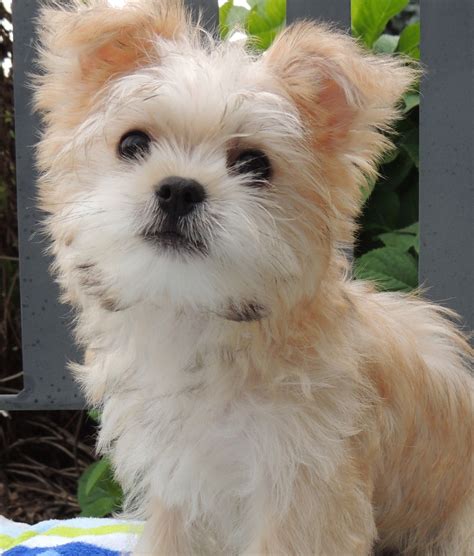 Morkie Puppies For Sale | Kouts, IN #280714 | Petzlover