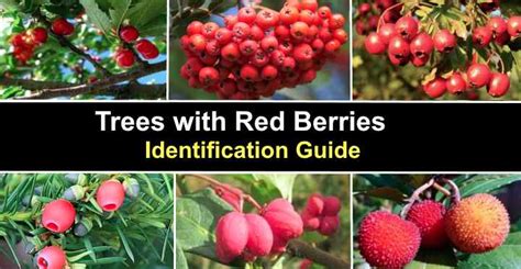 23 Trees With Red Berries: Identification Guide (With Pictures)