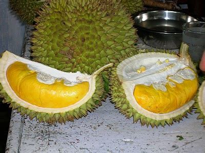 Manfaat Ladang Bagi Kehidupan Manusia: perawatan pohon durian