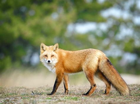 8 Surprising Facts About the Red Fox