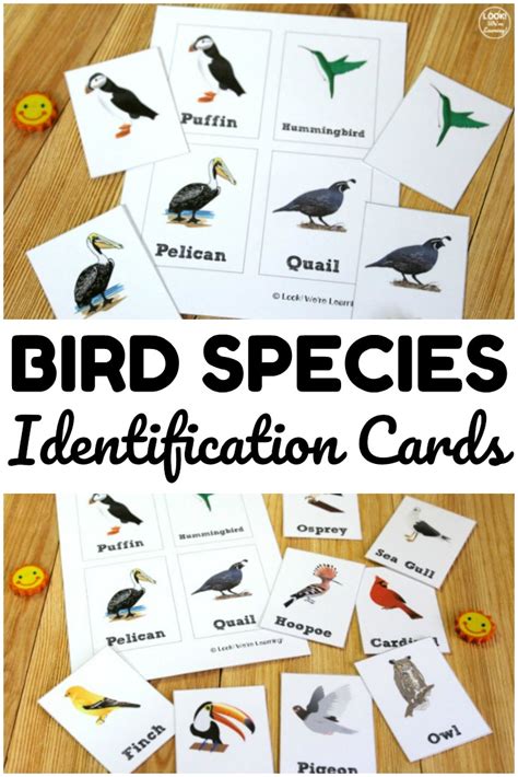 Bird Identification Flashcards - Look! We're Learning!