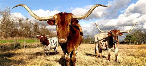 What is the official state animal of Texas? We’ve got 8 of them ...