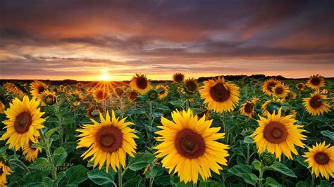 Sunflower Wallpaper - Wallpaper Sun