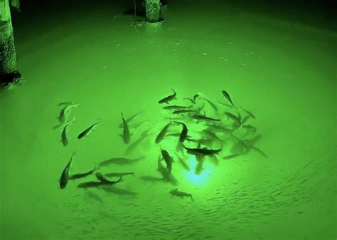 Why do Underwater Lights Attract Fish? - Loomis LED Underwater Lights