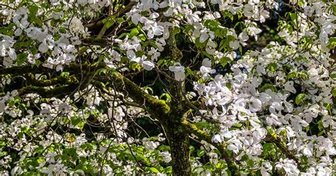 How to Grow and Care for Flowering Dogwood Trees