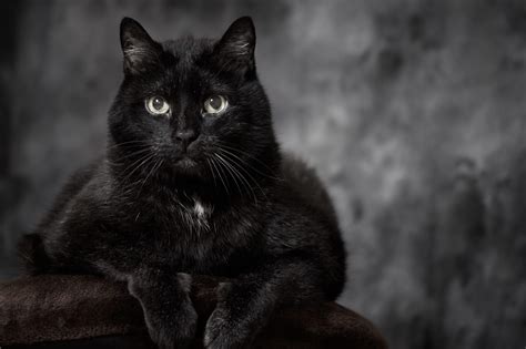 22 Beautiful Black Cat Breeds | Reader's Digest